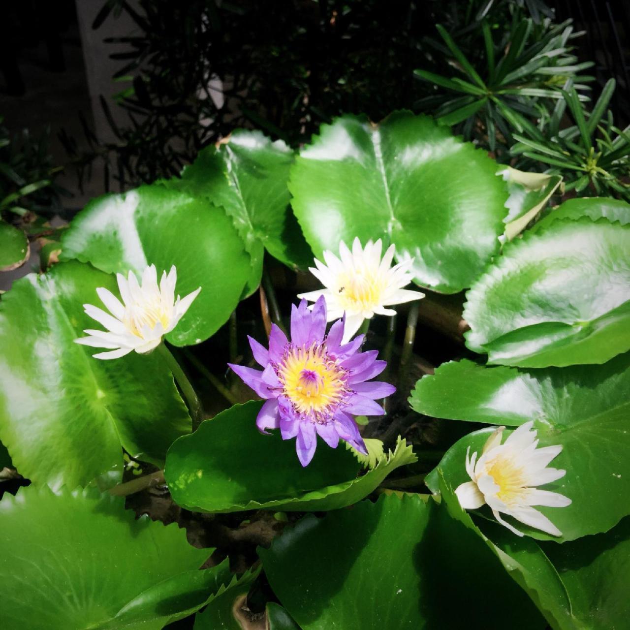 The An Homestay โฮจิมินห์ซิตี้ ภายนอก รูปภาพ